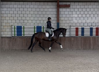 KWPN, Stute, 7 Jahre, 172 cm, Dunkelbrauner