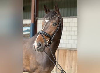KWPN, Stute, 7 Jahre, 172 cm, Dunkelbrauner