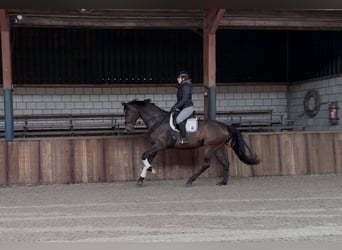 KWPN, Stute, 7 Jahre, 172 cm, Dunkelbrauner