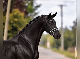 KWPN, Stute, 7 Jahre, 172 cm, Rappe