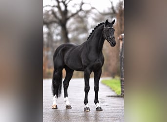 KWPN, Stute, 7 Jahre, 172 cm, Rappe