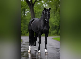 KWPN, Stute, 7 Jahre, 172 cm, Rappe