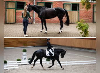 KWPN, Stute, 7 Jahre, 172 cm, Rappe