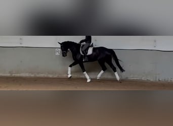 KWPN, Stute, 7 Jahre, 172 cm, Rappe