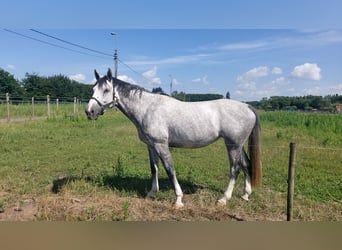 KWPN, Stute, 7 Jahre, 172 cm, Schimmel