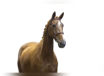 KWPN, Stute, 7 Jahre, 172 cm
