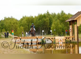 KWPN, Stute, 7 Jahre, 173 cm, Brauner