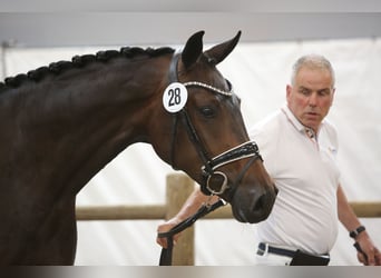 KWPN, Stute, 7 Jahre, 173 cm, Dunkelbrauner