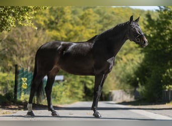 KWPN, Stute, 7 Jahre, 173 cm, Dunkelbrauner