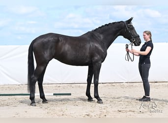 KWPN, Stute, 7 Jahre, 173 cm, Rappe