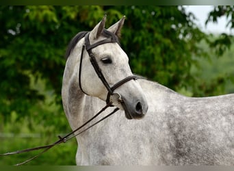 KWPN, Stute, 7 Jahre, 173 cm, Schimmel