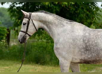 KWPN, Stute, 7 Jahre, 173 cm, Schimmel