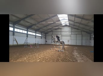 KWPN, Stute, 7 Jahre, 173 cm, Schimmel
