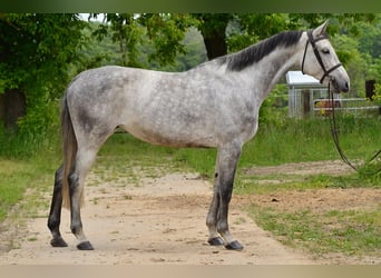 KWPN, Stute, 7 Jahre, 173 cm, Schimmel
