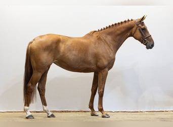 KWPN, Stute, 7 Jahre, 174 cm, Dunkelfuchs