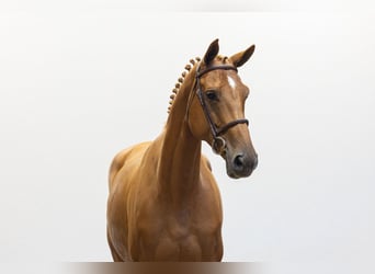 KWPN, Stute, 7 Jahre, 174 cm, Dunkelfuchs