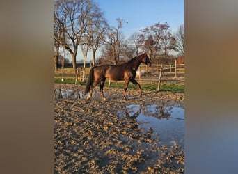 KWPN, Stute, 7 Jahre, 176 cm, Dunkelfuchs