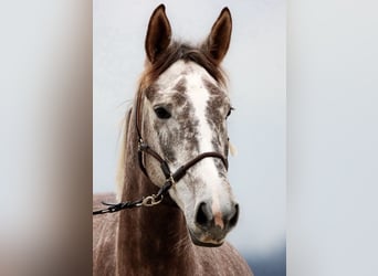 KWPN Mix, Stute, 7 Jahre, 176 cm, Schimmel