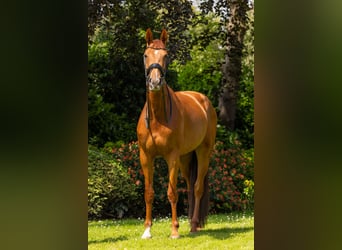 KWPN, Stute, 7 Jahre, 178 cm, Fuchs