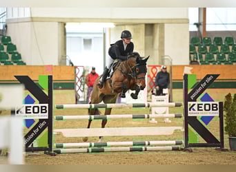 KWPN, Stute, 7 Jahre, Brauner