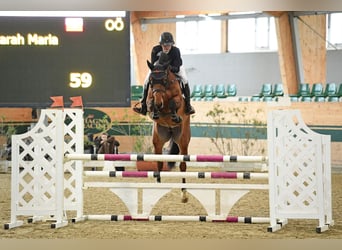 KWPN, Stute, 7 Jahre, Brauner