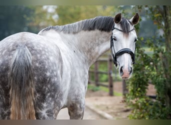 KWPN, Stute, 7 Jahre, Schimmel