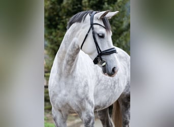 KWPN, Stute, 7 Jahre, Schimmel