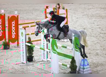 KWPN, Stute, 7 Jahre, Schimmel