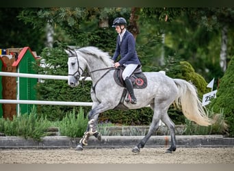 KWPN, Stute, 7 Jahre, Schimmel