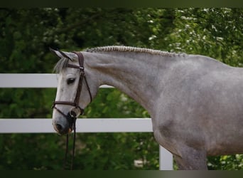 KWPN, Stute, 7 Jahre, Schimmel