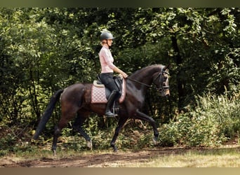 KWPN, Stute, 8 Jahre, 156 cm, Schwarzbrauner