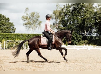 KWPN, Stute, 8 Jahre, 156 cm, Schwarzbrauner