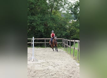 KWPN, Stute, 8 Jahre, 158 cm, Dunkelbrauner