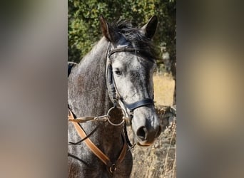 KWPN Mix, Stute, 8 Jahre, 162 cm, Apfelschimmel