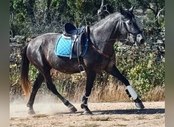KWPN Mix, Stute, 8 Jahre, 162 cm, Apfelschimmel