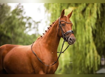 KWPN, Stute, 8 Jahre, 162 cm, Fuchs