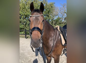 KWPN, Stute, 8 Jahre, 163 cm, Dunkelbrauner