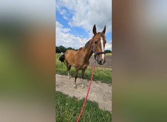 KWPN, Stute, 8 Jahre, 163 cm, Fuchs