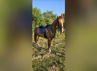 KWPN, Stute, 8 Jahre, 163 cm, Fuchs