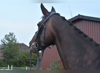 KWPN, Stute, 8 Jahre, 164 cm, Dunkelbrauner