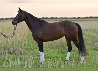 KWPN, Stute, 8 Jahre, 164 cm, Dunkelbrauner