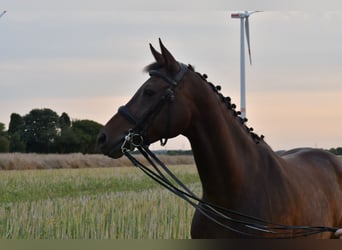 KWPN, Stute, 8 Jahre, 164 cm, Dunkelbrauner