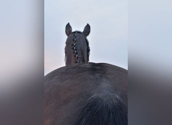 KWPN, Stute, 8 Jahre, 164 cm, Dunkelbrauner