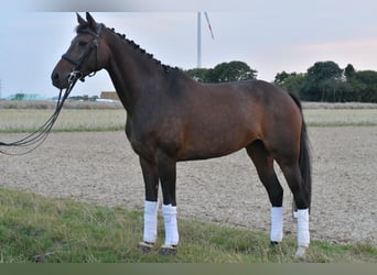 KWPN, Stute, 8 Jahre, 164 cm, Dunkelbrauner