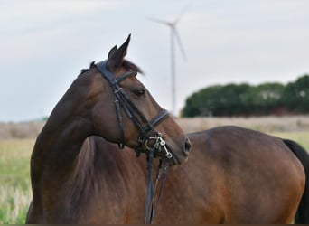 KWPN, Stute, 8 Jahre, 164 cm, Dunkelbrauner