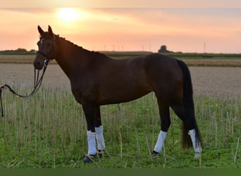 KWPN, Stute, 8 Jahre, 164 cm, Dunkelbrauner