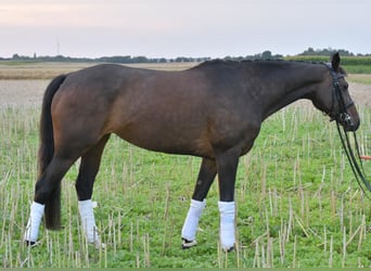 KWPN, Stute, 8 Jahre, 164 cm, Dunkelbrauner