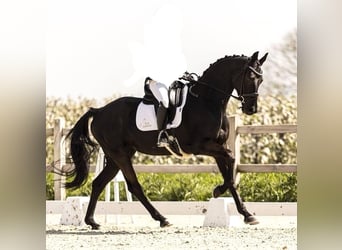 KWPN, Stute, 8 Jahre, 164 cm, Rappe