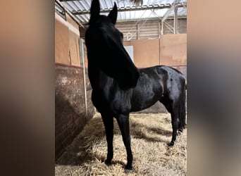 KWPN, Stute, 8 Jahre, 164 cm, Rappe