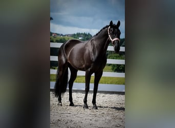 KWPN, Stute, 8 Jahre, 164 cm, Rappe